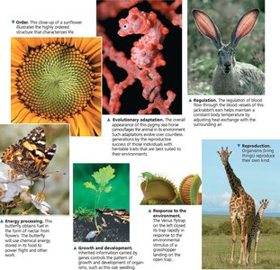 Examples of life characteristics: order, regulation, energy processing, growth, response, reproduction, evolutionary adaptation