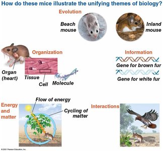 Unifying themes illustrated with mice: evolution, organization, information, energy and matter, interactions