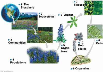 Levels of biological organization from biosphere to molecules
