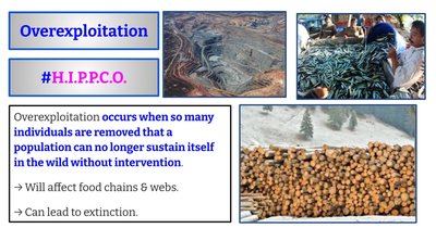 Overexploitation: removal of too many individuals from populations