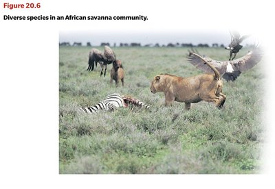 Diverse species in an African savanna community