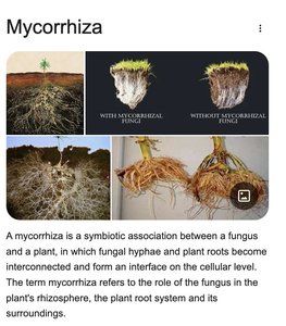Mycorrhizae: symbiotic association between fungus and plant roots