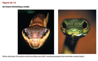 Warning coloration of a sea slug with chemical defenses