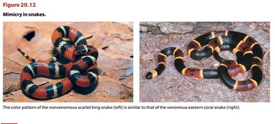 An insect mimicking a snake