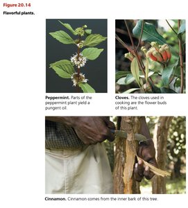 Flavorful plants: peppermint, cloves, cinnamon