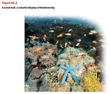 A coral reef, a colorful display of biodiversity