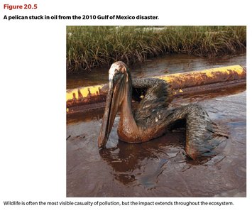 A pelican stuck in oil from the 2010 Gulf of Mexico disaster