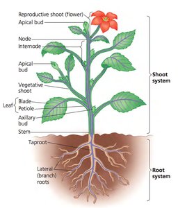 Diagram of plant body showing shoot and root systems