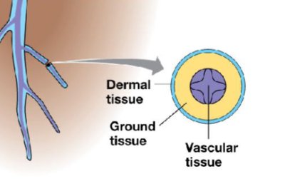 Diagram of root cross-section showing dermal, ground, and vascular tissue