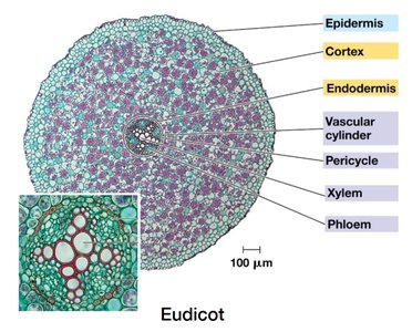 Cross-section of eudicot root showing tissue layers