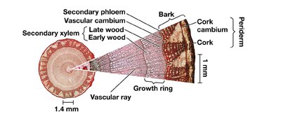 Cross-section of woody stem showing secondary growth and bark
