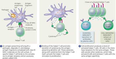 Activation of a Helper T Cell by a Dendritic Cell