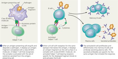 Activation of a B cell in the humoral immune response