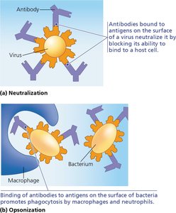 Mechanisms of antibody function: Neutralization and Opsonization