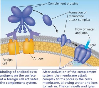 Activation of complement system and pore formation