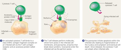Killing action of cytotoxic T cells on infected host cells
