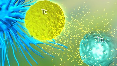 Cytotoxic T cell and helper T cell interaction