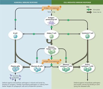 Overview of the adaptive immune response