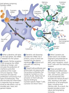 mRNA vaccine mechanism and immune response