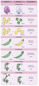 Mendel's seven pea plant traits and their inheritance patterns
