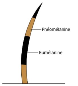 Melanin distribution in hair