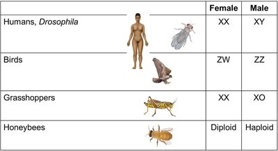 Sex determination systems in different organisms