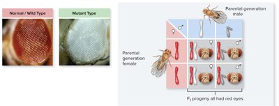 X-linked inheritance in Drosophila