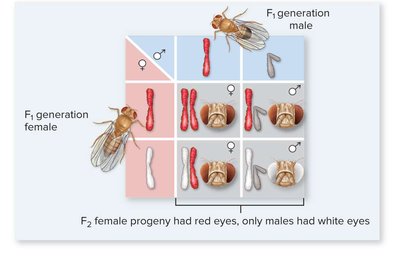 F2 generation of X-linked cross in Drosophila