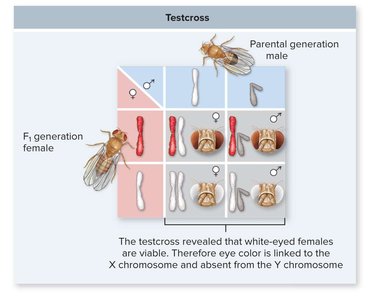 Testcross for X-linked trait in Drosophila