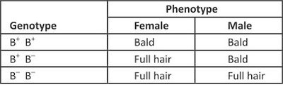 Table of genotypes and phenotypes for pattern baldness