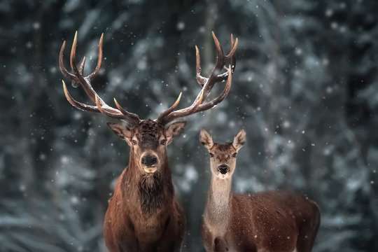 Antler development in male deer