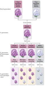 Monohybrid cross and F2 generation ratios