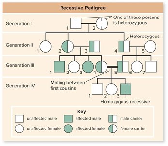 Recessive pedigree example