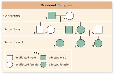 Dominant pedigree example