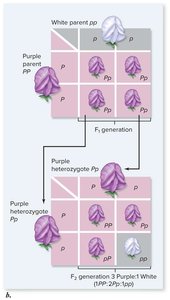Punnett square for monohybrid cross