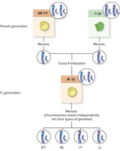Dihybrid cross setup and gamete formation