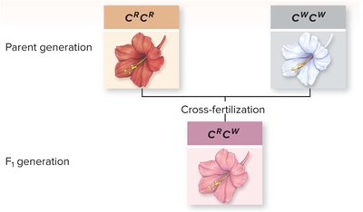 Incomplete dominance in flower color