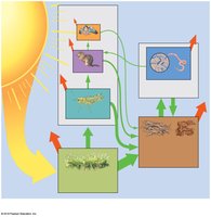 Energy flow through an ecosystem