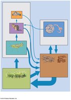 Matter cycling within an ecosystem
