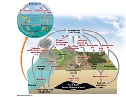 Carbon cycle diagram