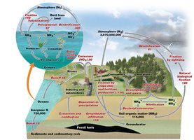 Nitrogen cycle diagram