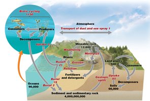 Phosphorus cycle diagram