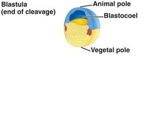 Diagram of blastula with animal and vegetal poles and blastocoel