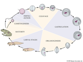 Diagram of the stages of vertebrate development from fertilization to maturity