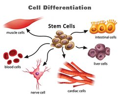 Diagram of cell differentiation from stem cells to specialized cells