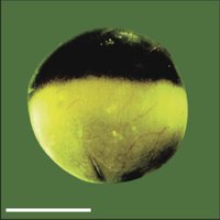 Frog egg showing animal and vegetal poles
