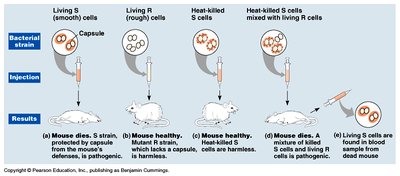 Griffith's experiment with S and R strains of bacteria in mice
