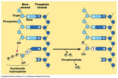 Nucleoside triphosphate addition to DNA strand