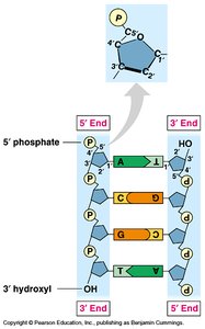 Antiparallel structure of DNA strands