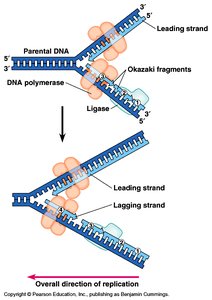 Leading and lagging strand synthesis at the replication fork